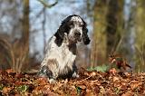 SETTER ANGLAIS 006